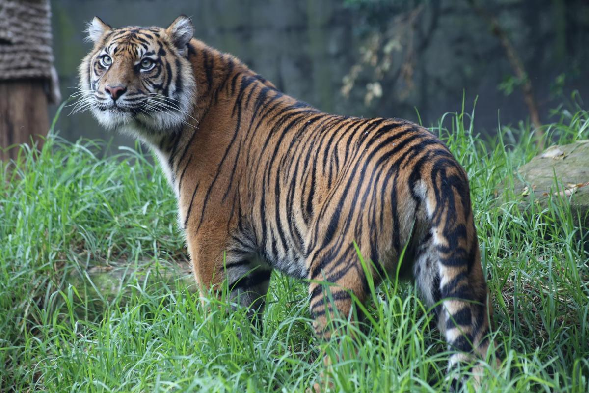 Tigers-4-28-2014-230          